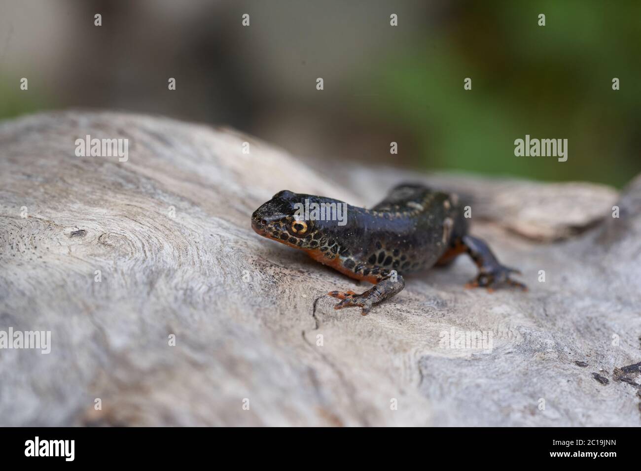 Ichthyosaura alpestris Orange Belly, nouveau-pays alpin Banque D'Images