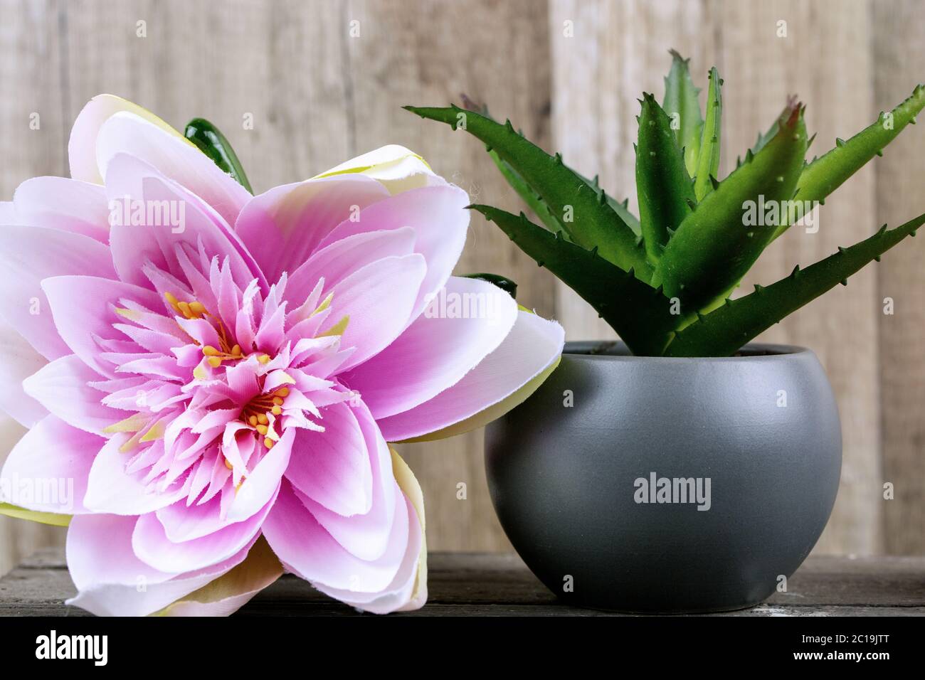 Plante et fleur rose tropicale avec bois en arrière-plan. Spa beauté concept santé et bien-être. Banque D'Images