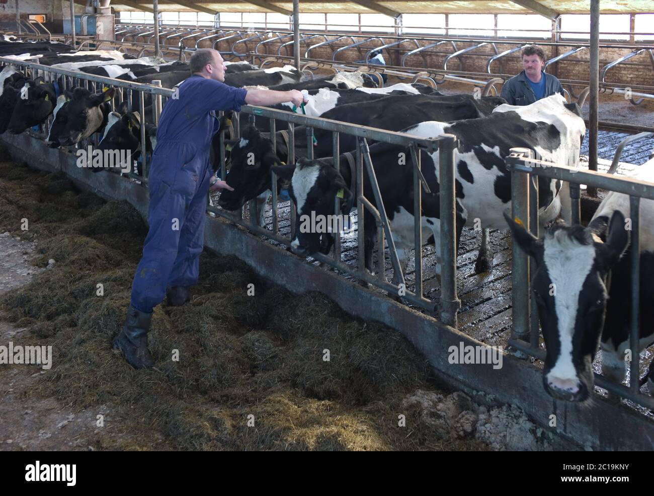 Le vétérinaire injecte une rangée de vaches dans un stable avec une seringue en plastique spéciale avec une bouteille de liquide d'injection. L'agriculteur regarde Banque D'Images