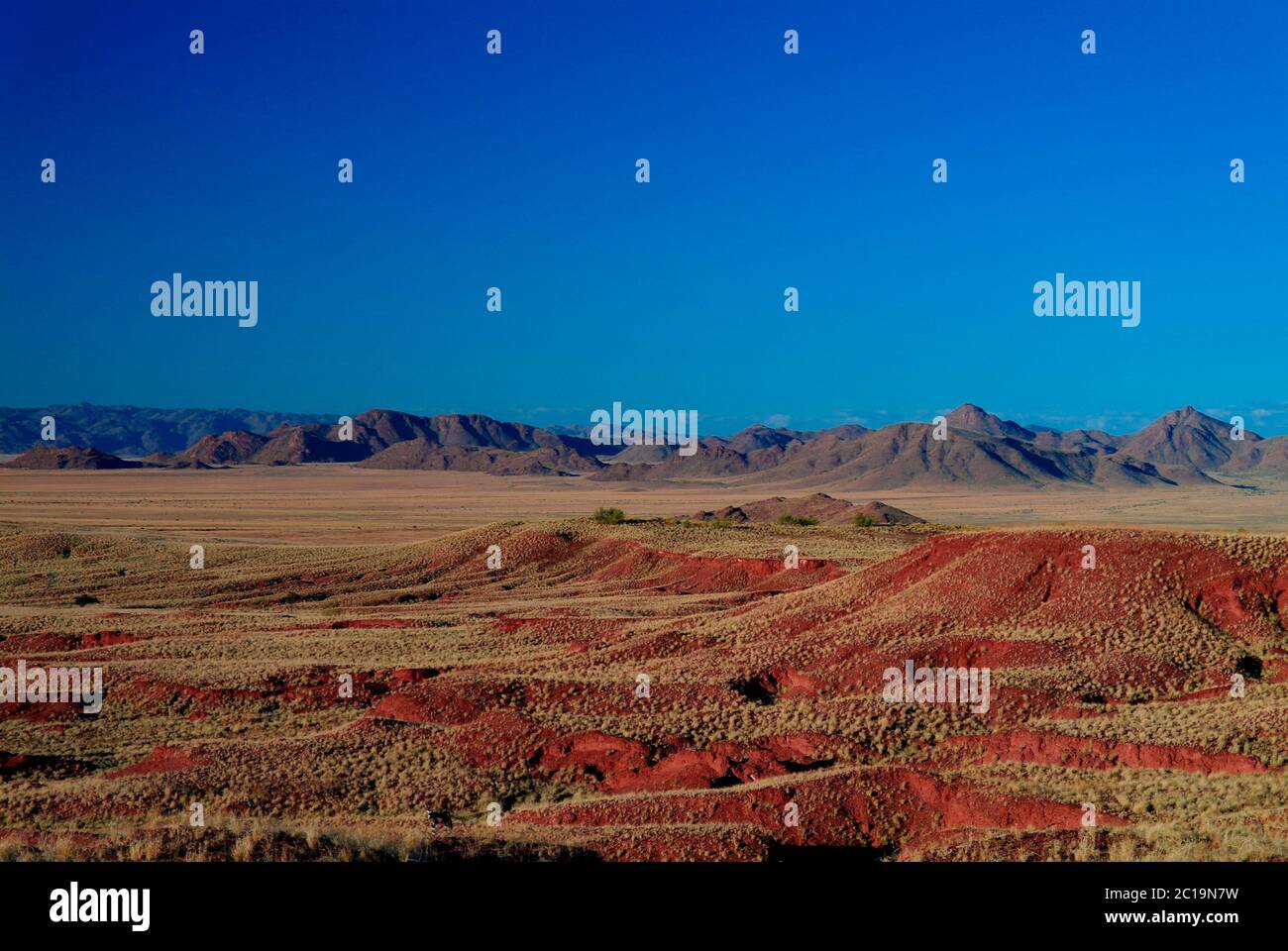 Dunes pétrifiées au coucher du soleil dans le désert de Namib Banque D'Images