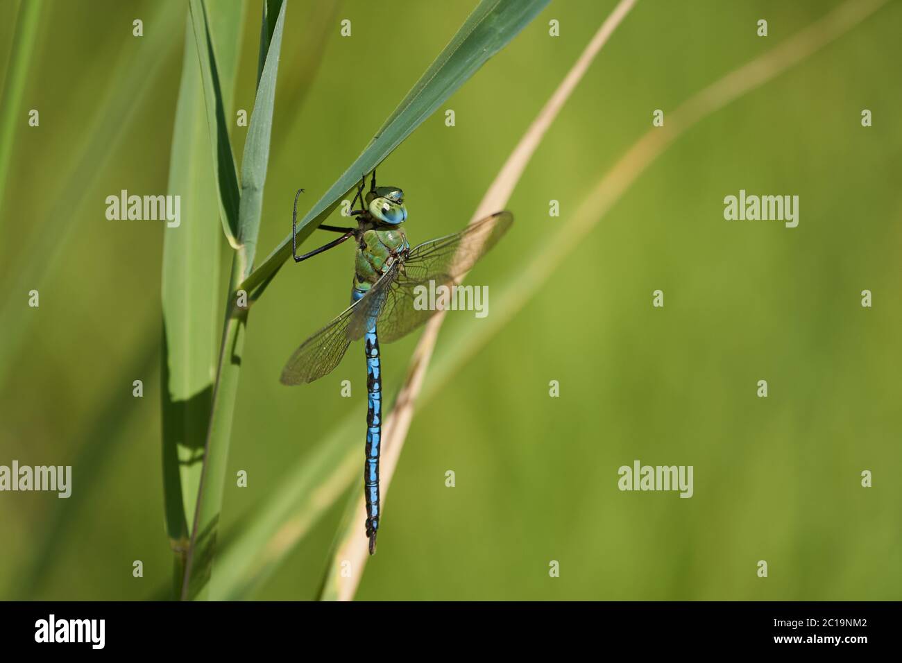 Empereur libellule bleu empereur Anax imperméable belliciste libellule Aeshnidae macro Banque D'Images