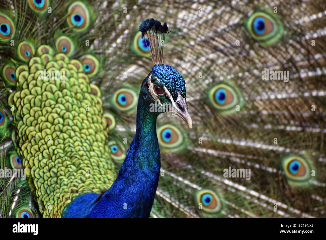 Paons indiens (hommes) - Pavo cristatus Banque D'Images