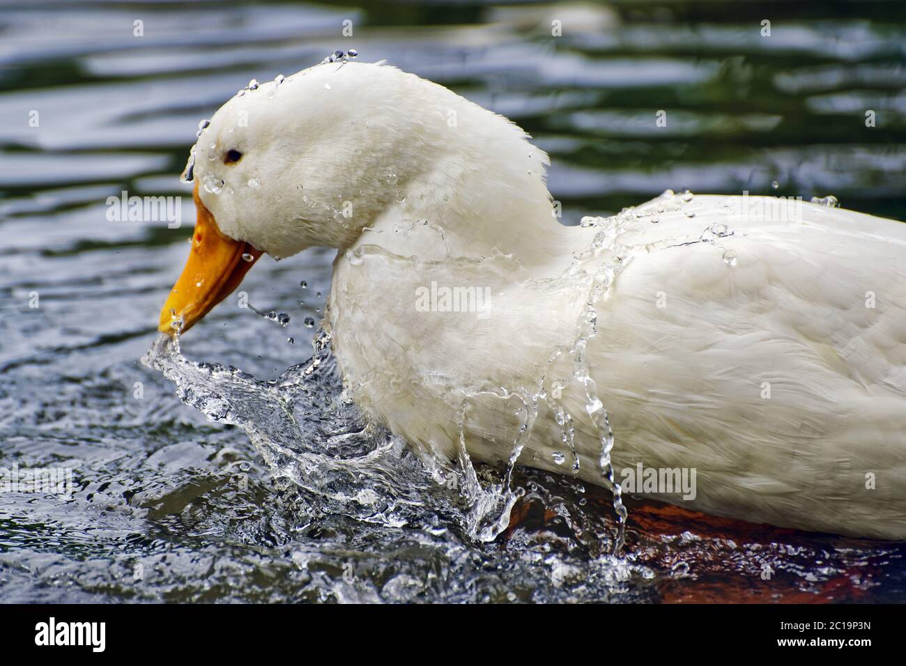 Canard de Pékin - Anas platyrhynchos domestica Banque D'Images