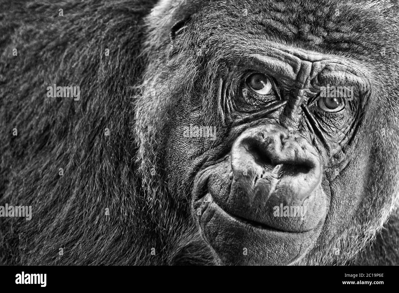 Gorille de plaine de l'Ouest - Gorilla gorilla Banque D'Images