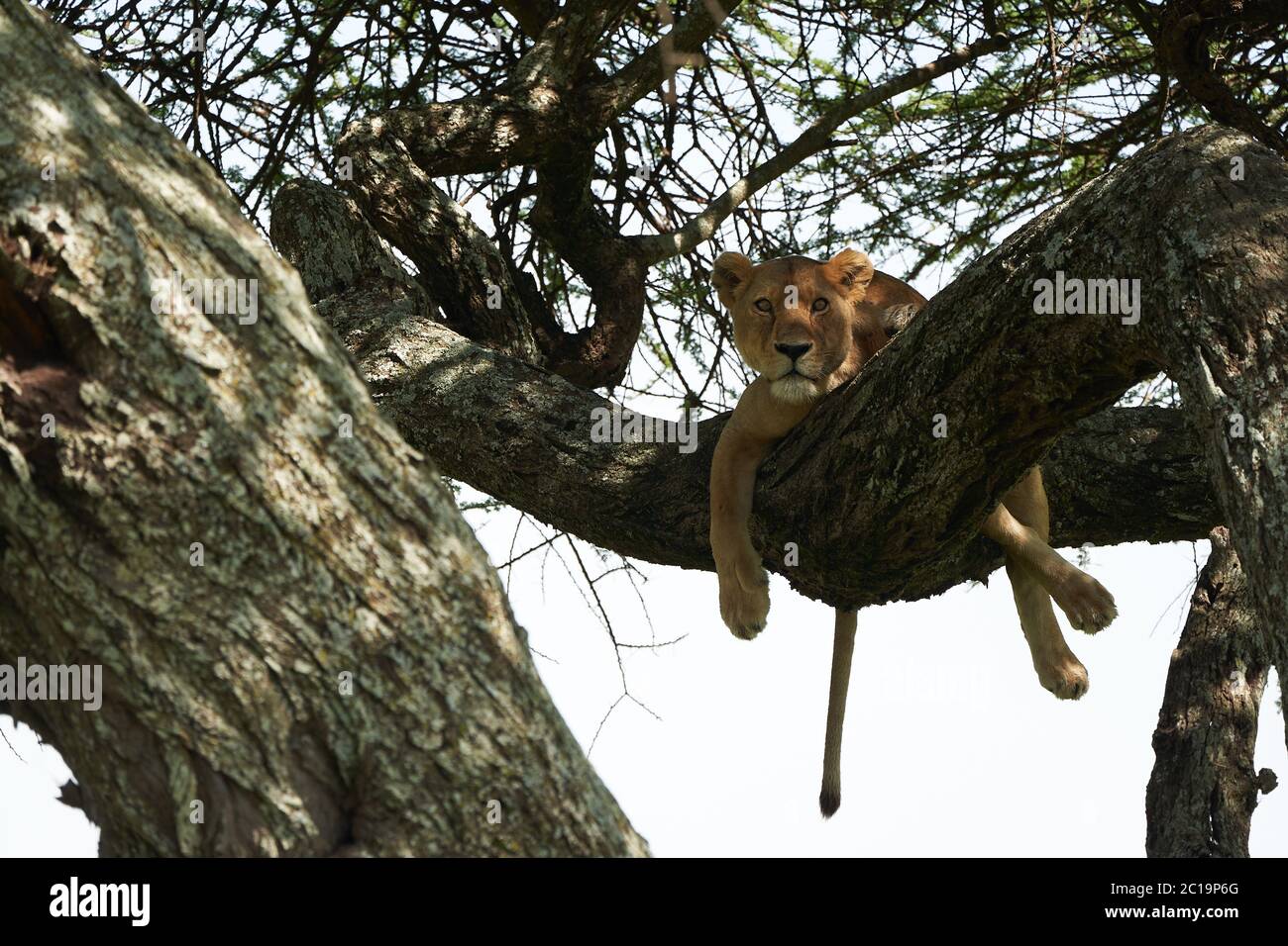Arbre de lioness escalade Serengeti - Lion Safari Afrique Banque D'Images