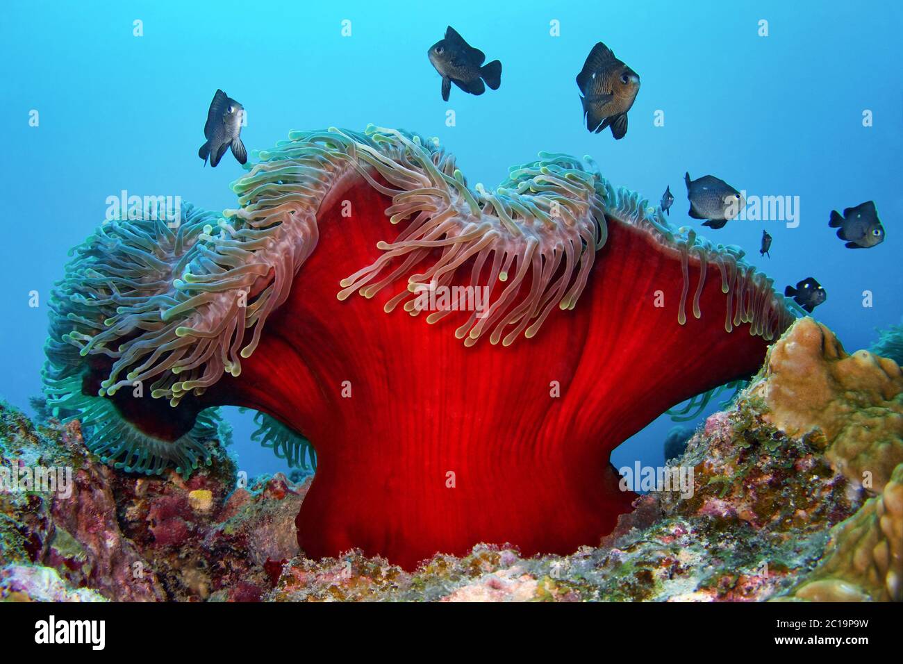 Magnifique anémone de mer (avec Threespot dascyllus) - Heteractis magifica (avec Dascyllus trimaculatus) Banque D'Images