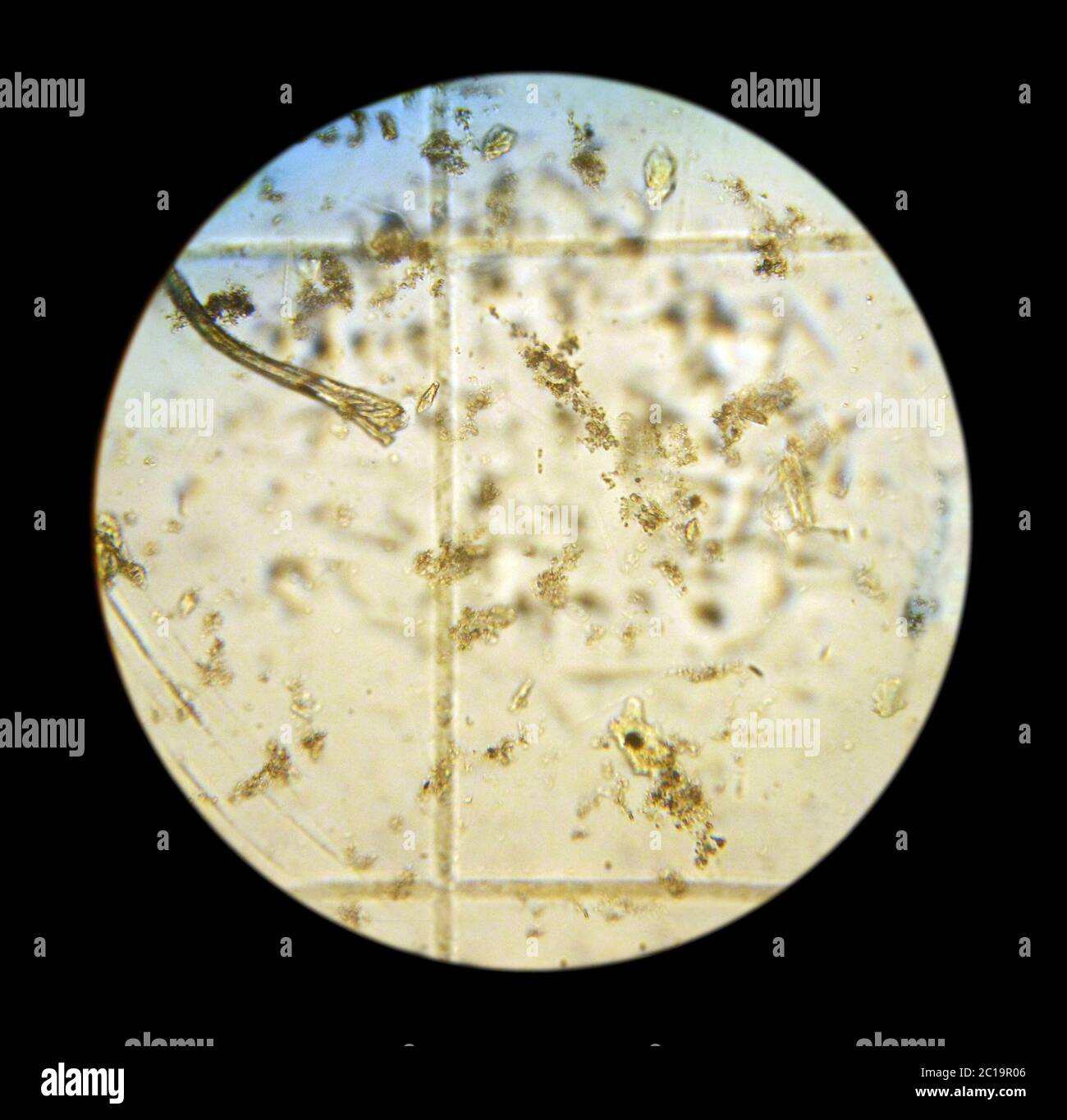 Cellules de phytoplancton. La photo a été prise avec un microscope optique  par caméra. Échantillon de phytoplancton en Russie, Primorsky Krai, Mer du  Japon, Vostok Photo Stock - Alamy