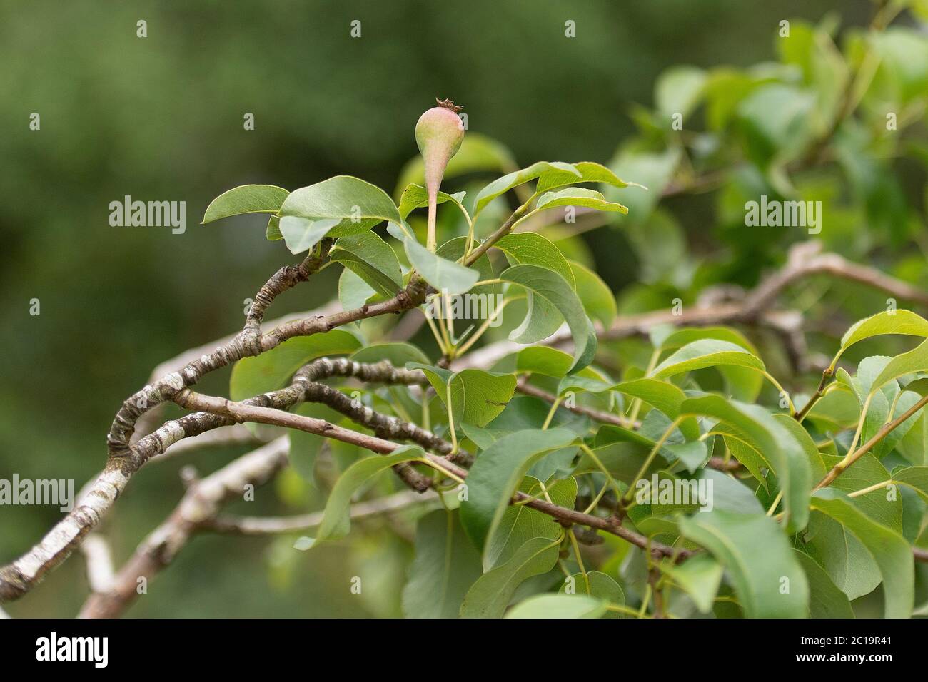 poire sur un arbre de poire Banque D'Images