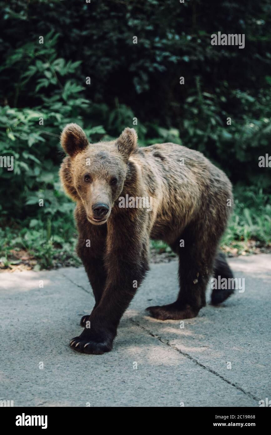 Ours brun sauvage debout dans la rue en Transylvanie, Roumanie Banque D'Images