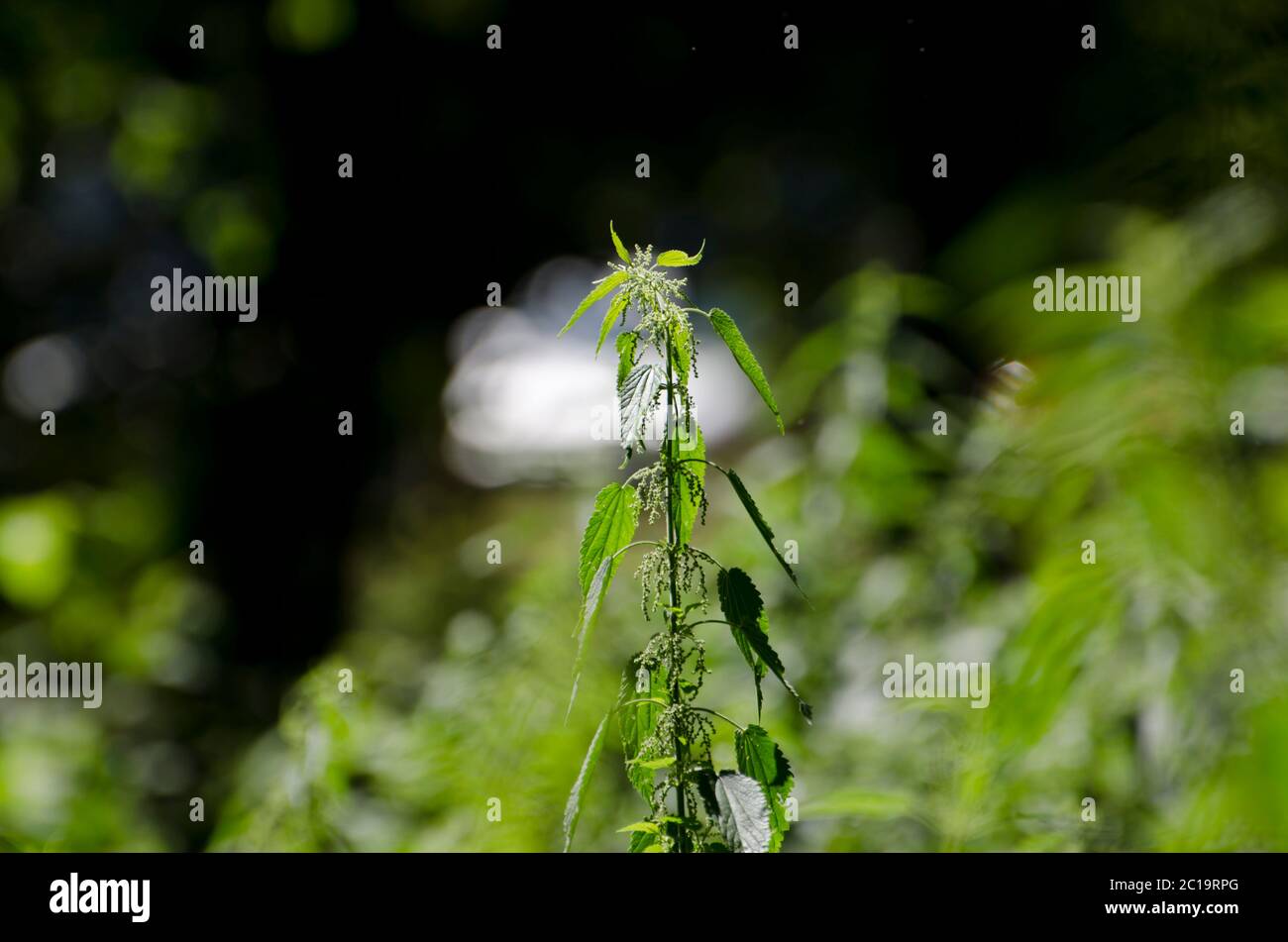 Une enorée dans la nature. Banque D'Images