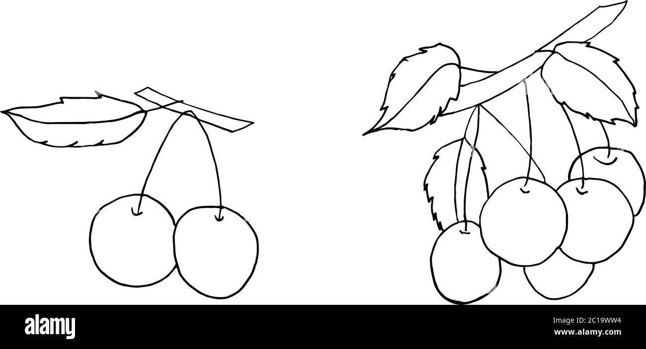 Isolé sur cerisier blanc Illustration, vecteur, dessin à la main, élément de conception pour l'impression, scrapbooking, carte postale Illustration de Vecteur