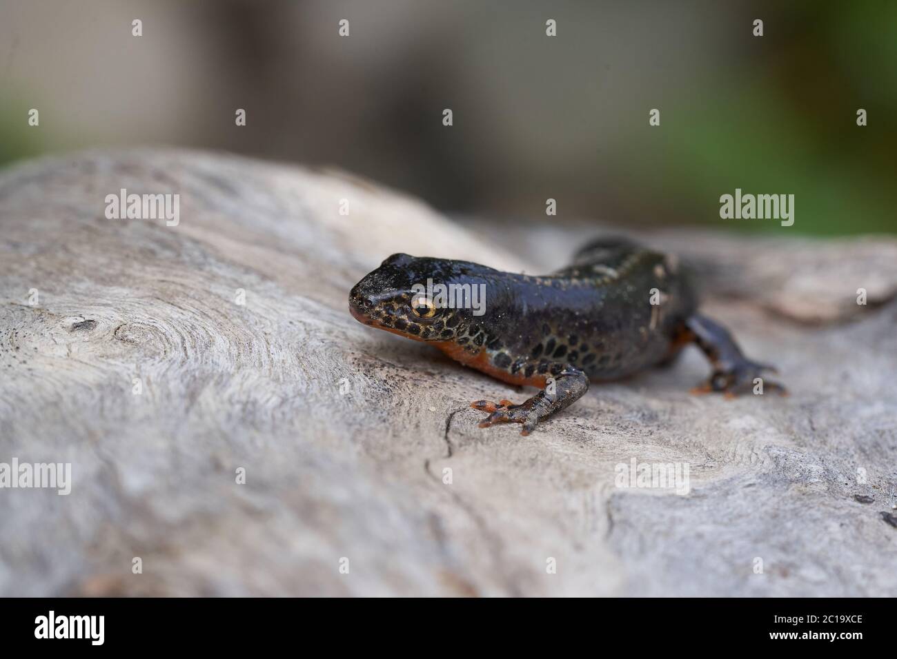 Ichthyosaura alpestris Orange Belly, nouveau-pays alpin Banque D'Images