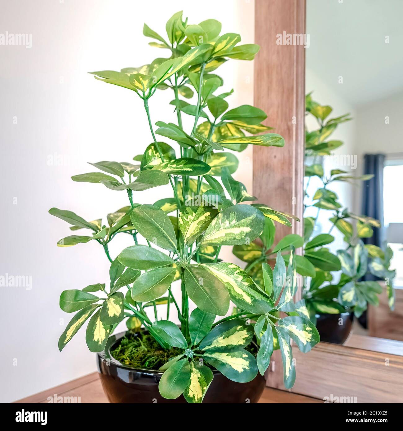 Plante en pot ornementale de culture carrée sur le meuble de toilette  contre le miroir et le mur blanc Photo Stock - Alamy