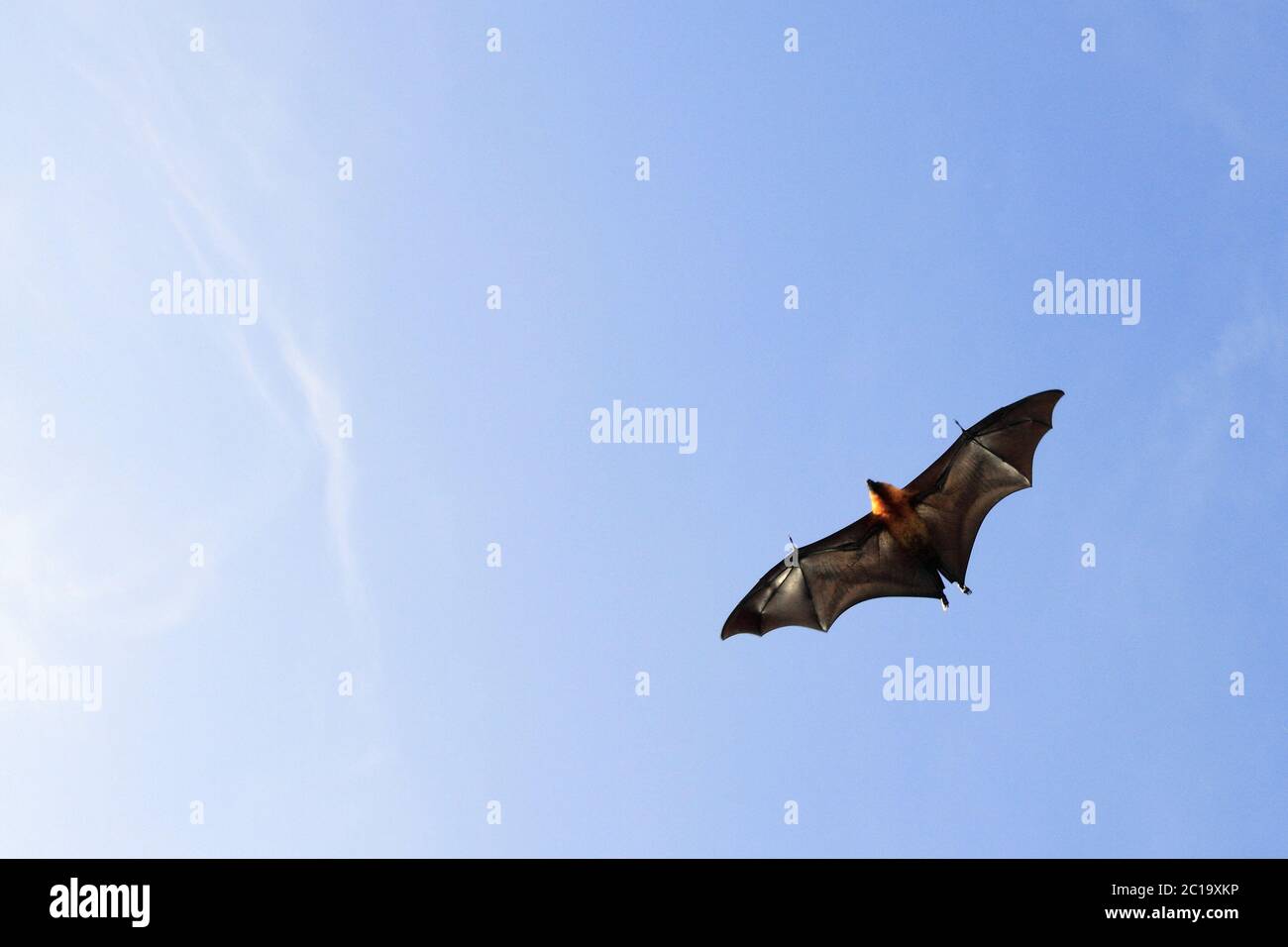 Chauve-souris aux Seychelles / renard volant aux Seychelles - Pteropus seychellensis Banque D'Images