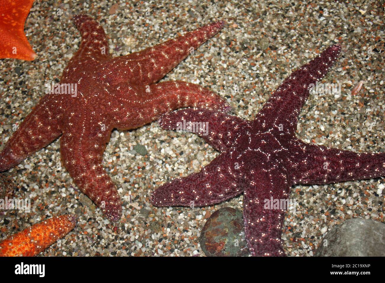 L'Etoile des ocres Pisaster ochraceus Banque D'Images