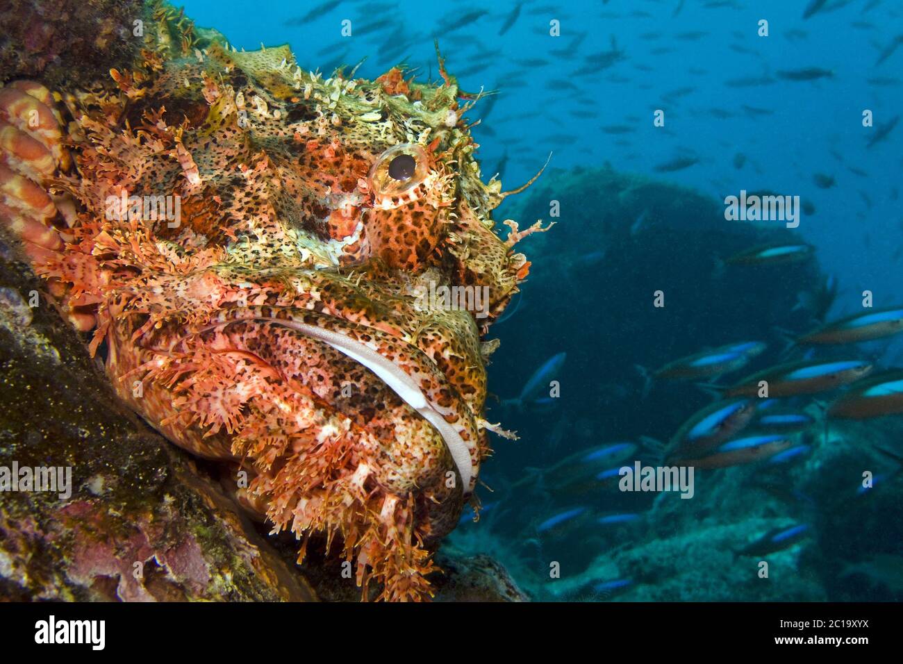 Scorpionfish Raggy - Scorpaenopsis venosa Banque D'Images