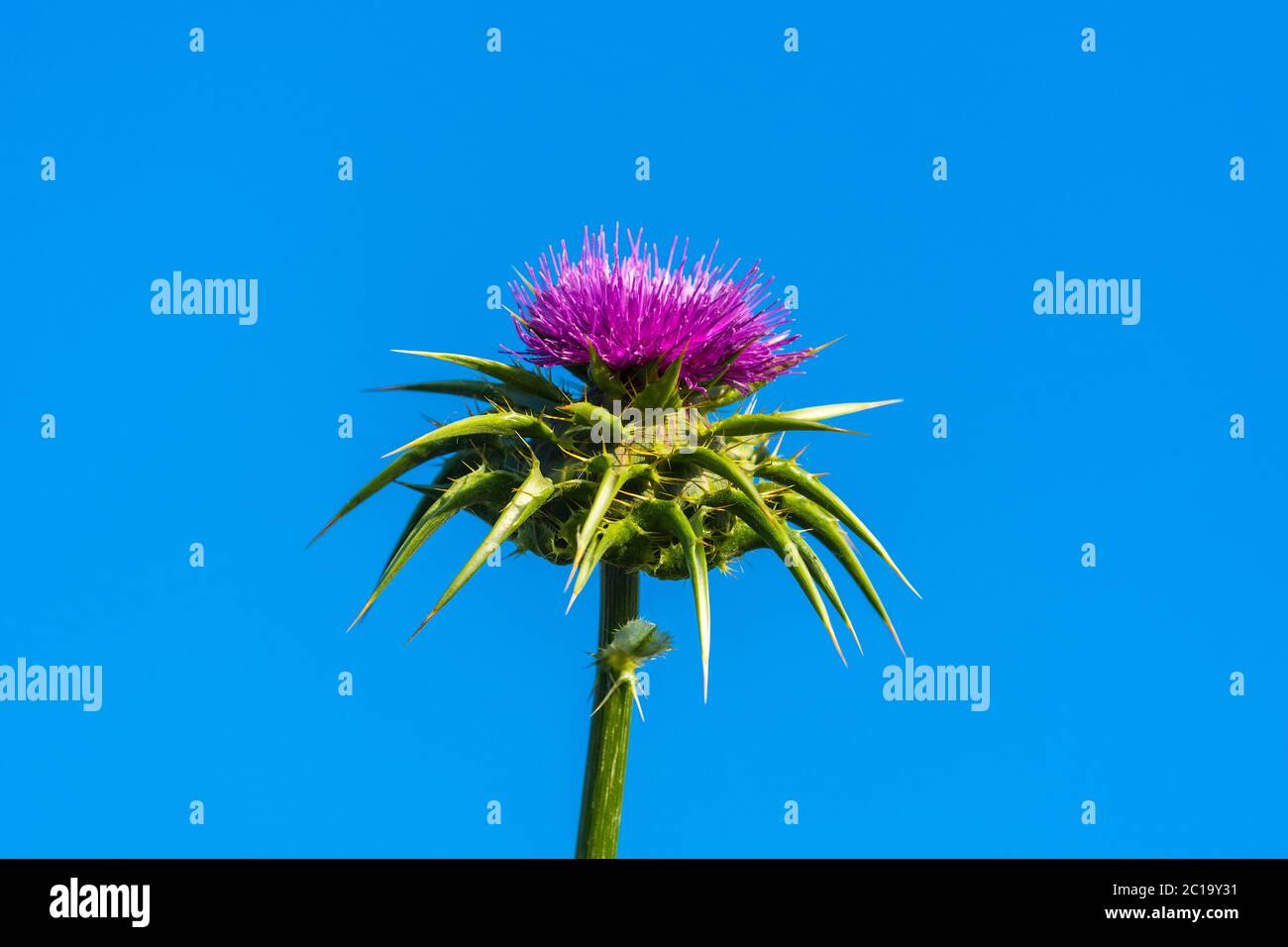 Thistle de lait à fleurs (Silybum marianum). Banque D'Images