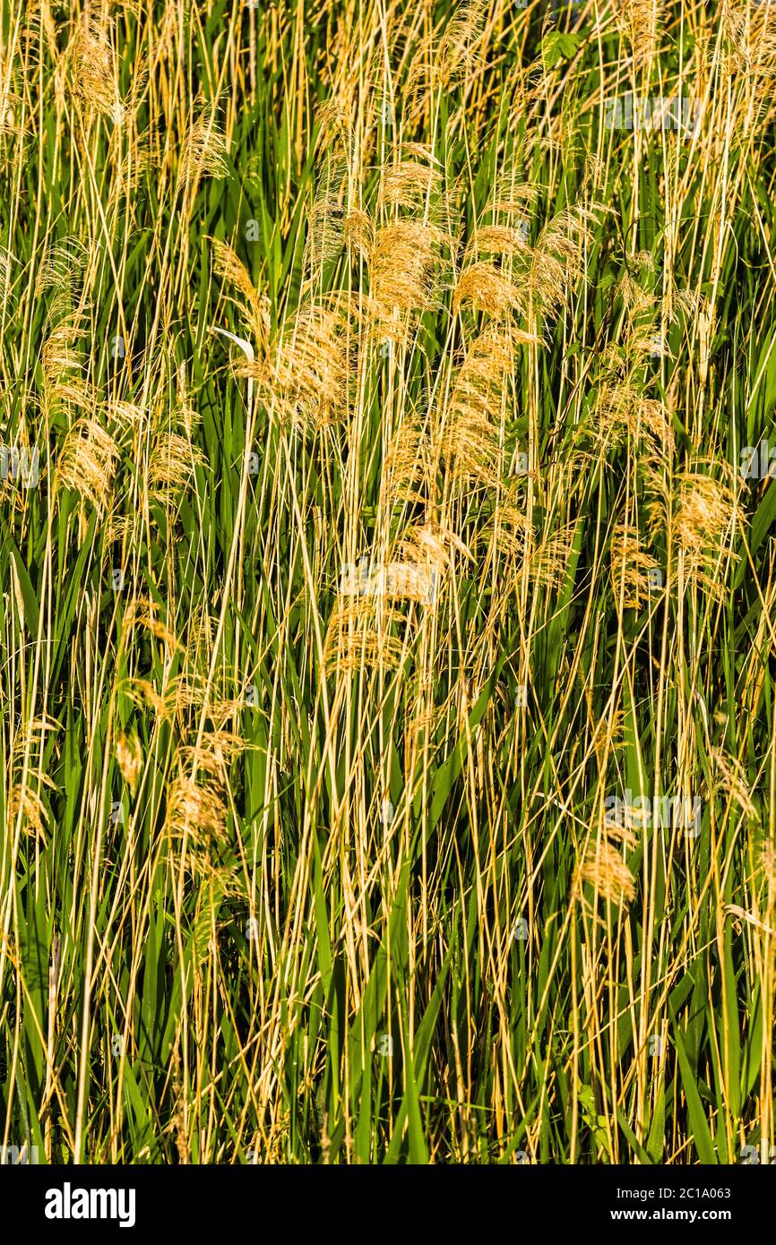 Grand lit de roseau (Phragmites australis). Banque D'Images