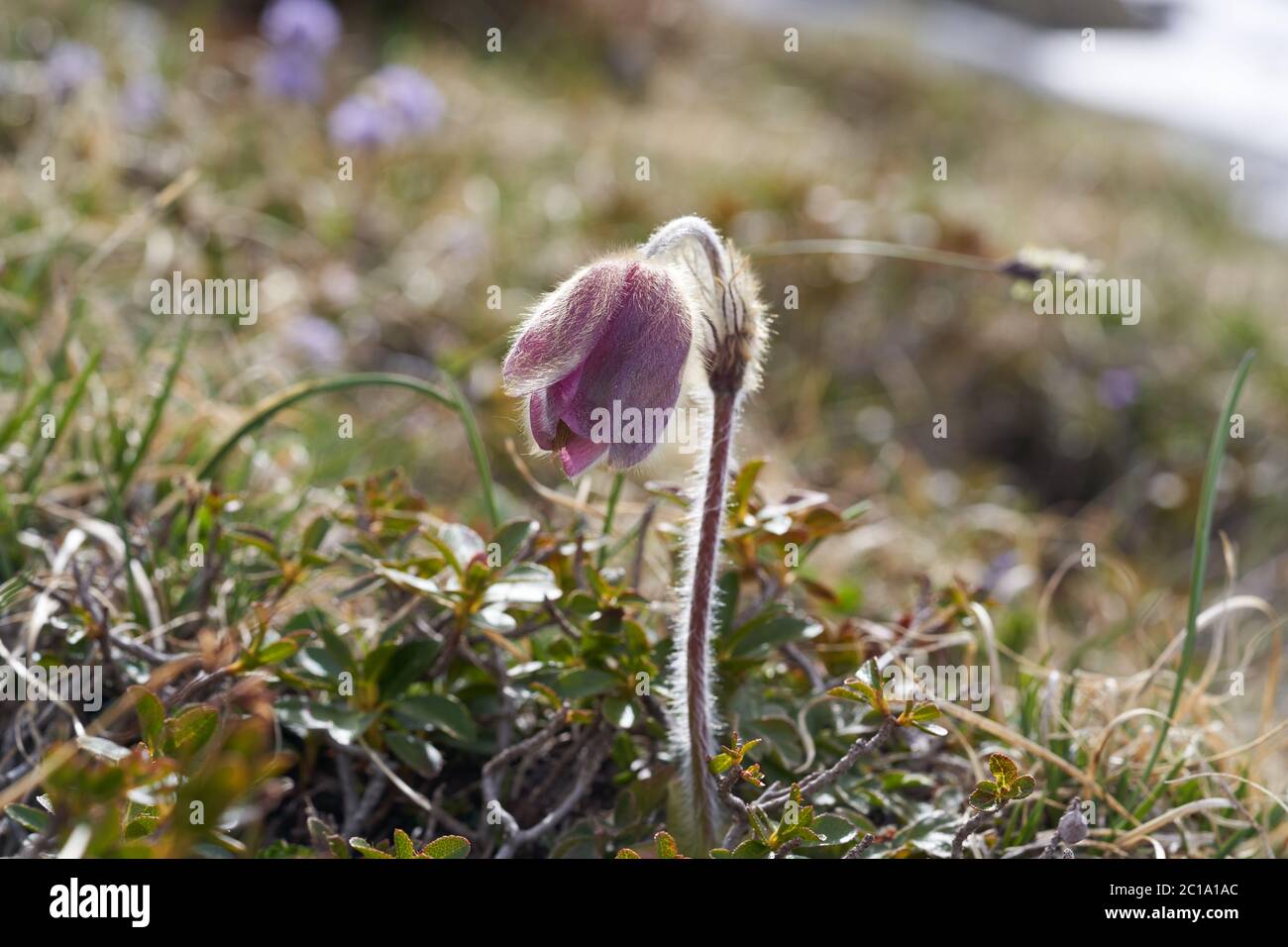 Pulsatilla vulgaris Pasqueflower famille des buttercup Ranunculaceae Anemone Banque D'Images