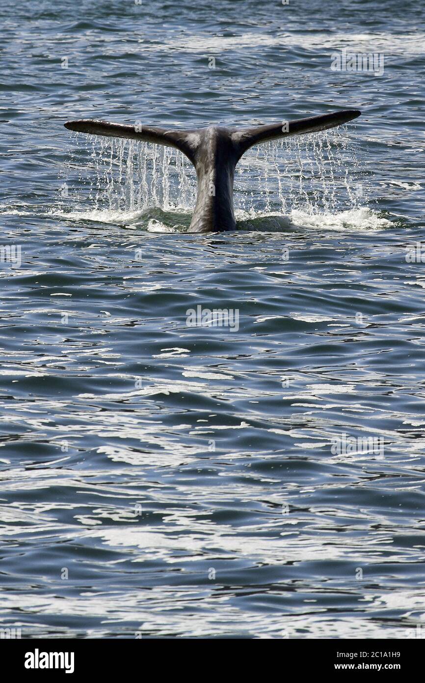 Baleine noire du sud - Eubalaena australis Banque D'Images