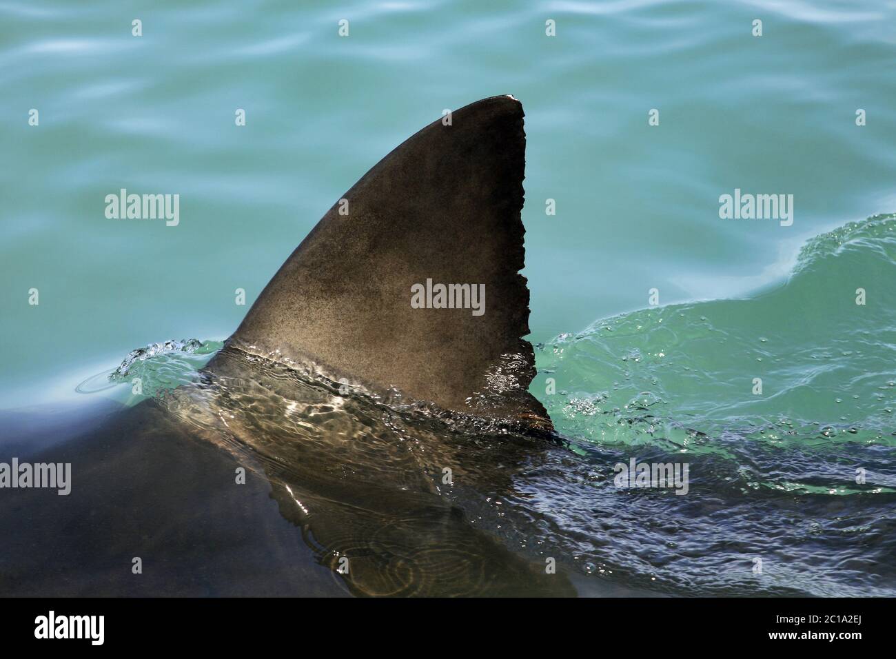 Grand requin blanc - Carcharodon carcharias Banque D'Images