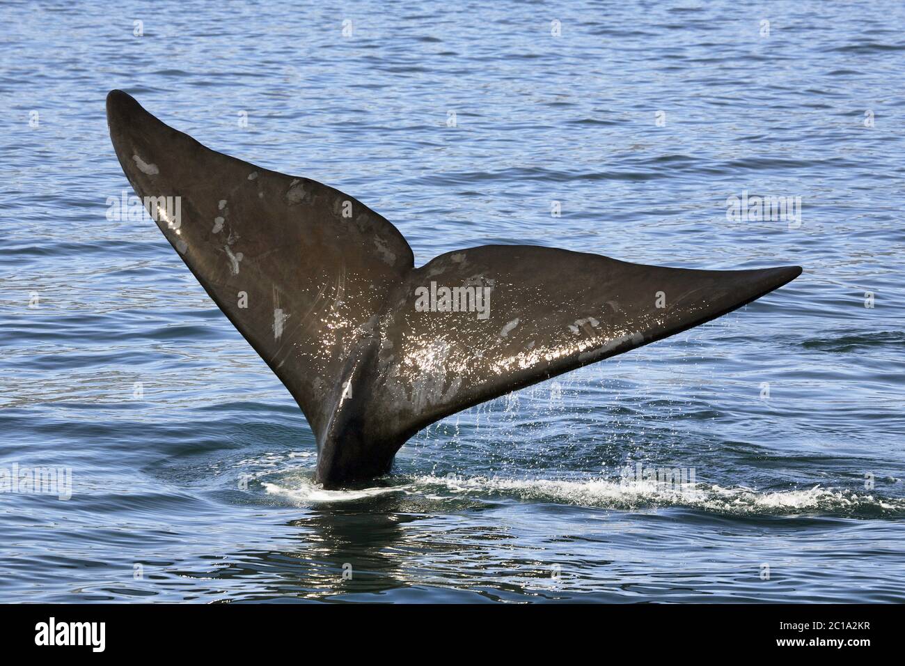 Baleine noire du sud - Eubalaena australis Banque D'Images