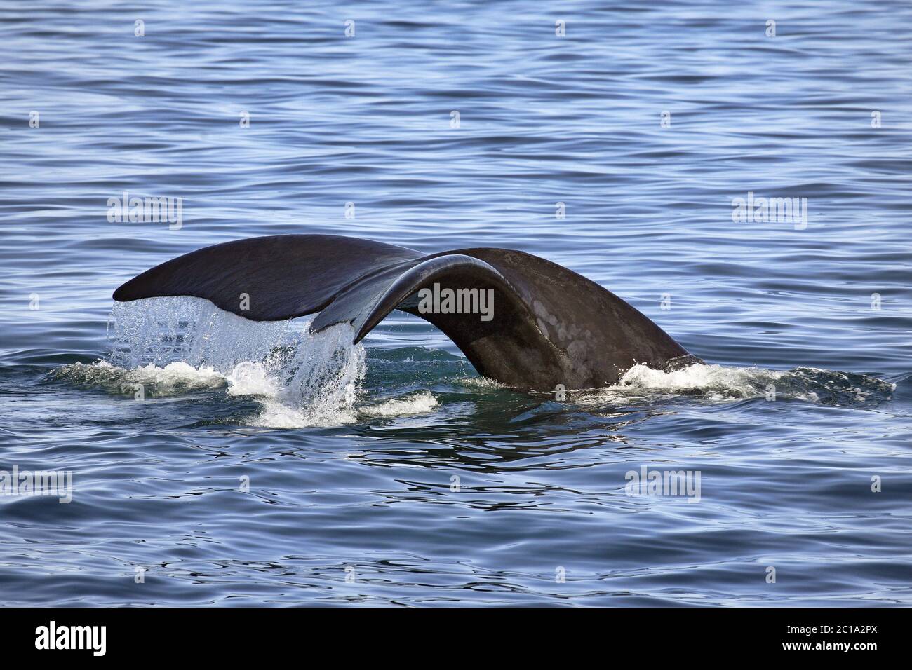 Baleine noire du sud - Eubalaena australis Banque D'Images