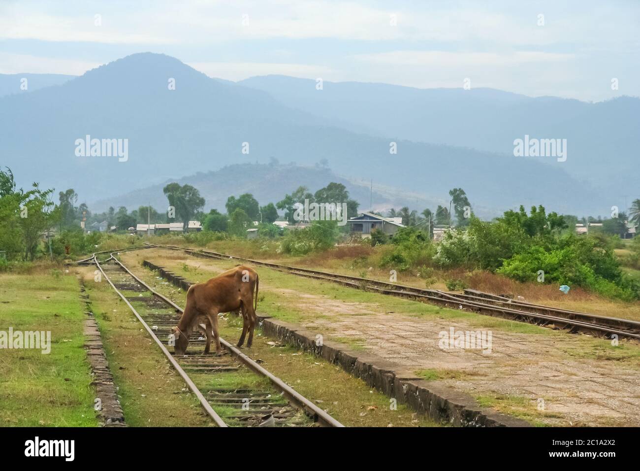 Le pâturage des vaches sur une gare désaffectée Banque D'Images