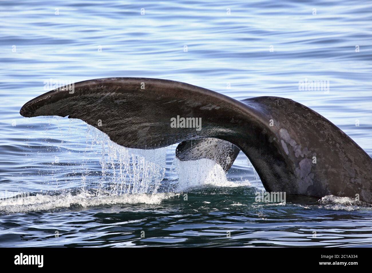 Baleine noire du sud - Eubalaena australis Banque D'Images