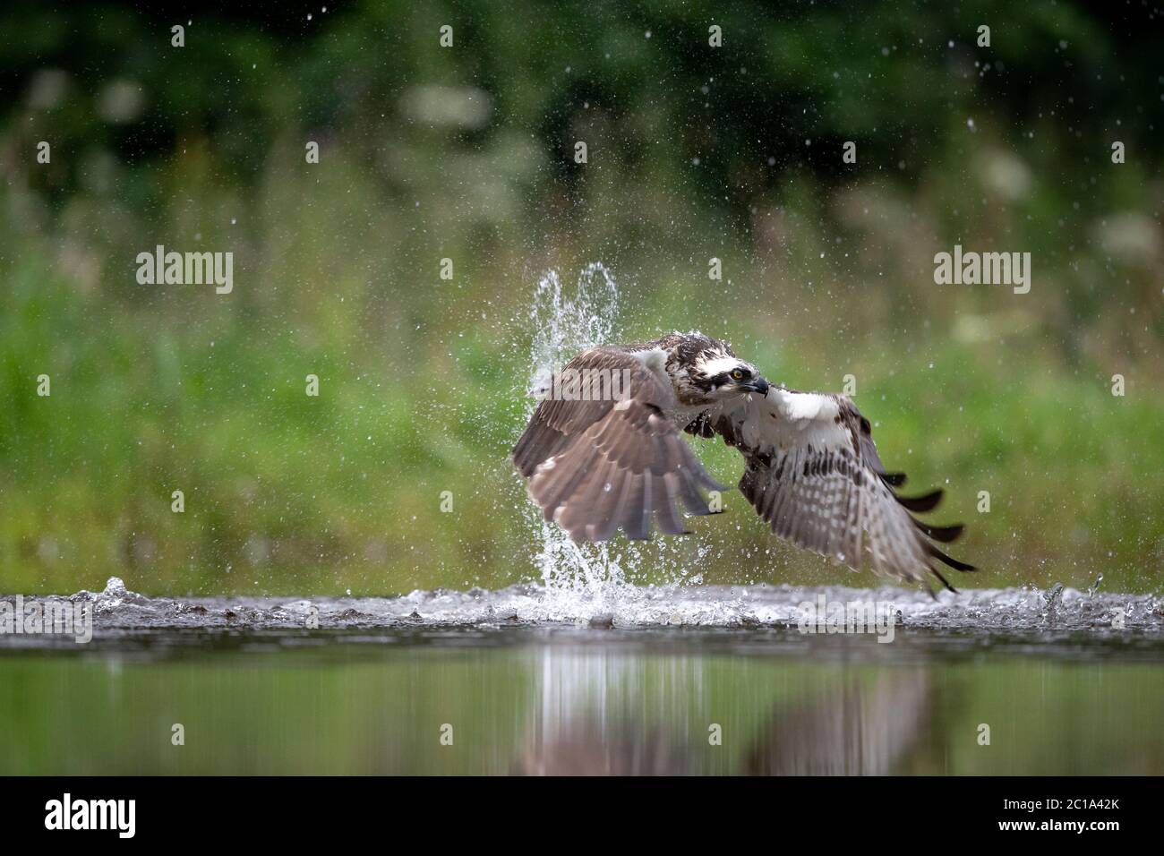 Un Osprey occidental (Pandion haliatus) chasse la truite, afin de nourrir ses poussins, sur un lac en Écosse. Banque D'Images Un Osprey occidental (Pandion haliatus) chasse la truite, afin de nourrir ses poussins, sur un lac en Écosse. Banque D'Images