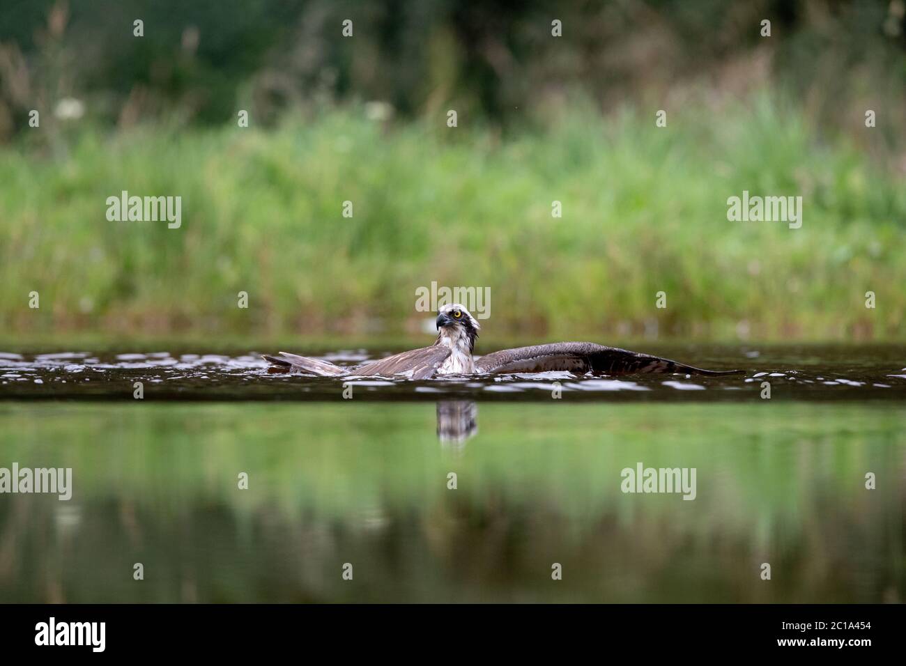 Un Osprey occidental (Pandion haliatus) chasse la truite, afin de nourrir ses poussins, sur un lac en Écosse. Banque D'Images Un Osprey occidental (Pandion haliatus) chasse la truite, afin de nourrir ses poussins, sur un lac en Écosse. Banque D'Images