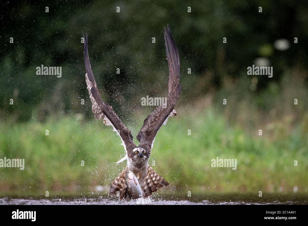 Un Osprey occidental (Pandion haliatus) chasse la truite, afin de nourrir ses poussins, sur un lac en Écosse. Banque D'Images Un Osprey occidental (Pandion haliatus) chasse la truite, afin de nourrir ses poussins, sur un lac en Écosse. Banque D'Images