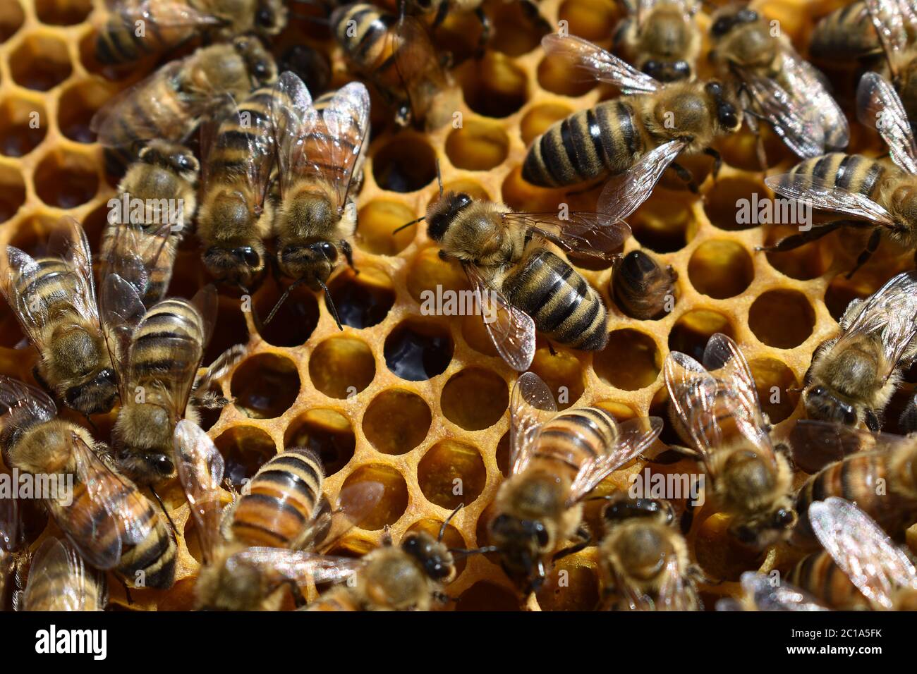 Les abeilles dans la ruche collectent du miel et du pollen pour leur progéniture, et les abeilles y sont engleuses Banque D'Images