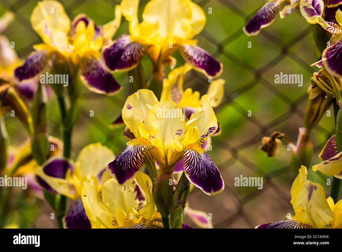 Gros plan de fleurs d'iris colorées isolées dans un jardin. Banque D'Images