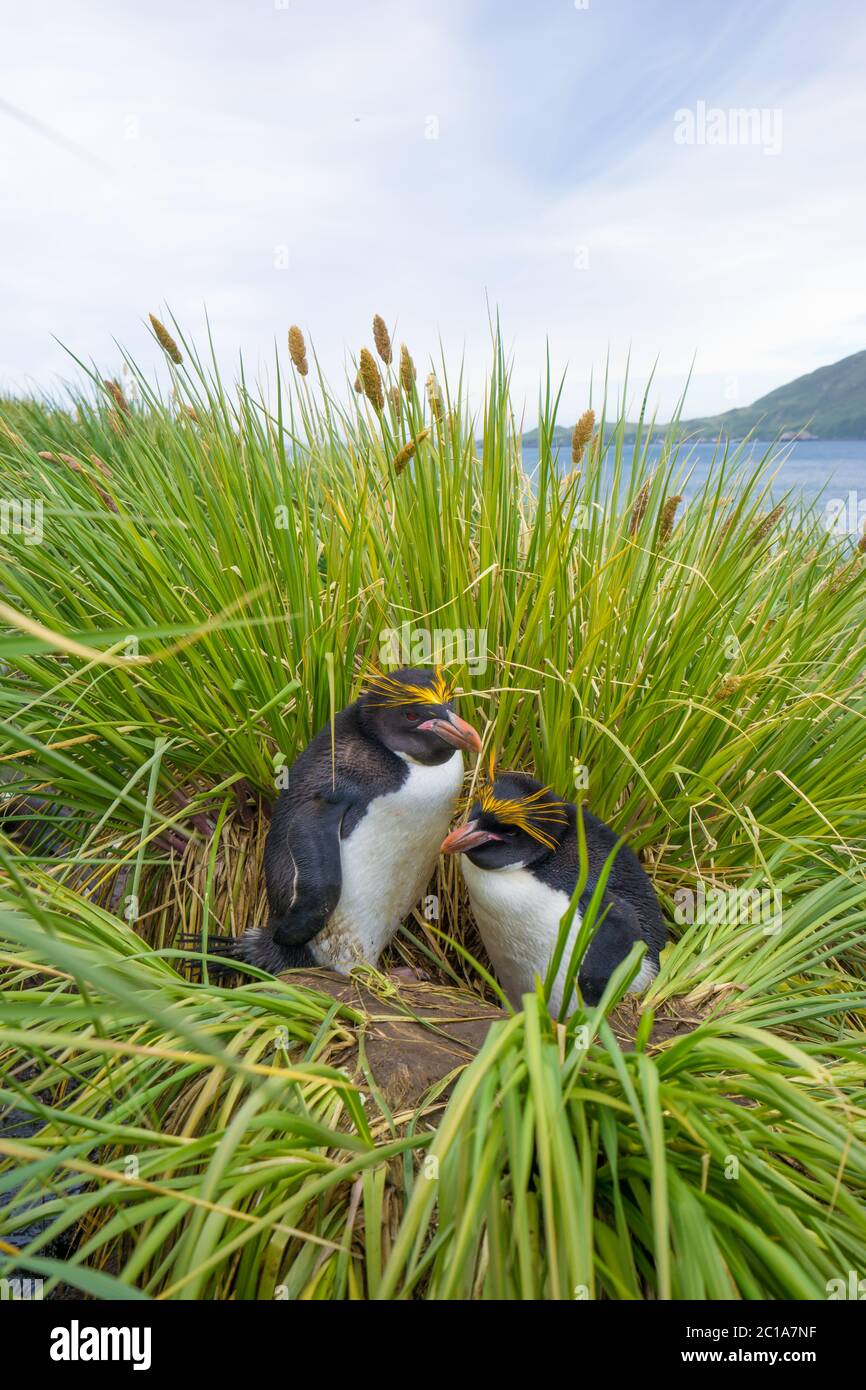 pingouins en antarctique Banque D'Images