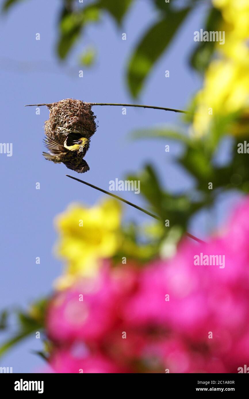 Village weaver (homme) - Poceus cucullatus Banque D'Images