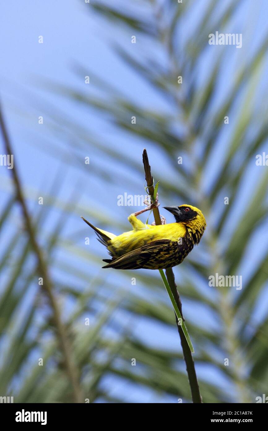 Village weaver (homme) - Poceus cucullatus Banque D'Images