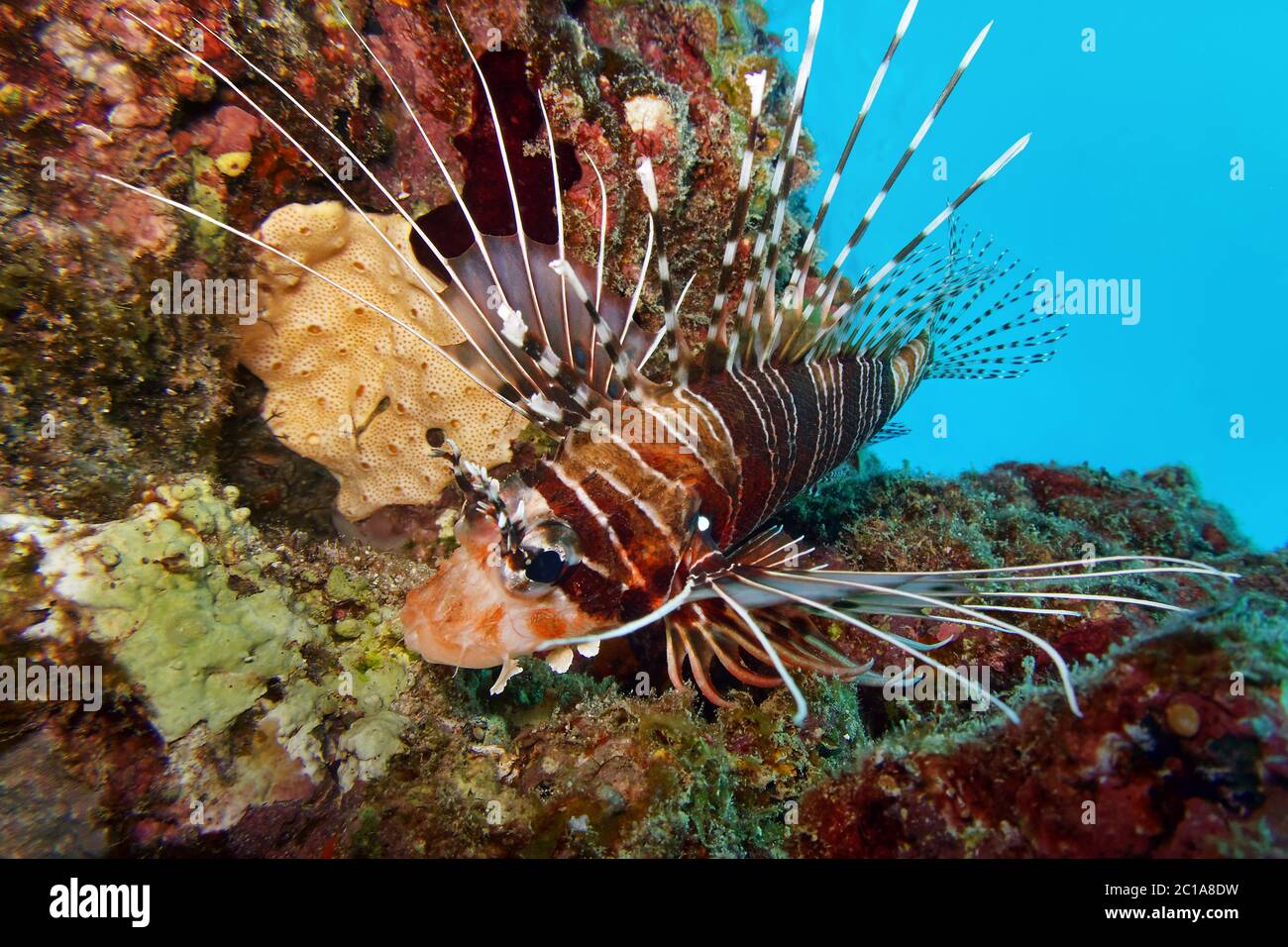 Poisson-lionfish Spotfin - Antennata Pterois Banque D'Images