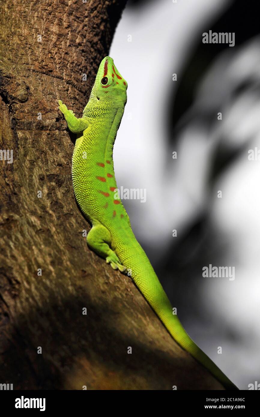 Journée géante à Madagascar gecko - Phelsuma grandis Banque D'Images