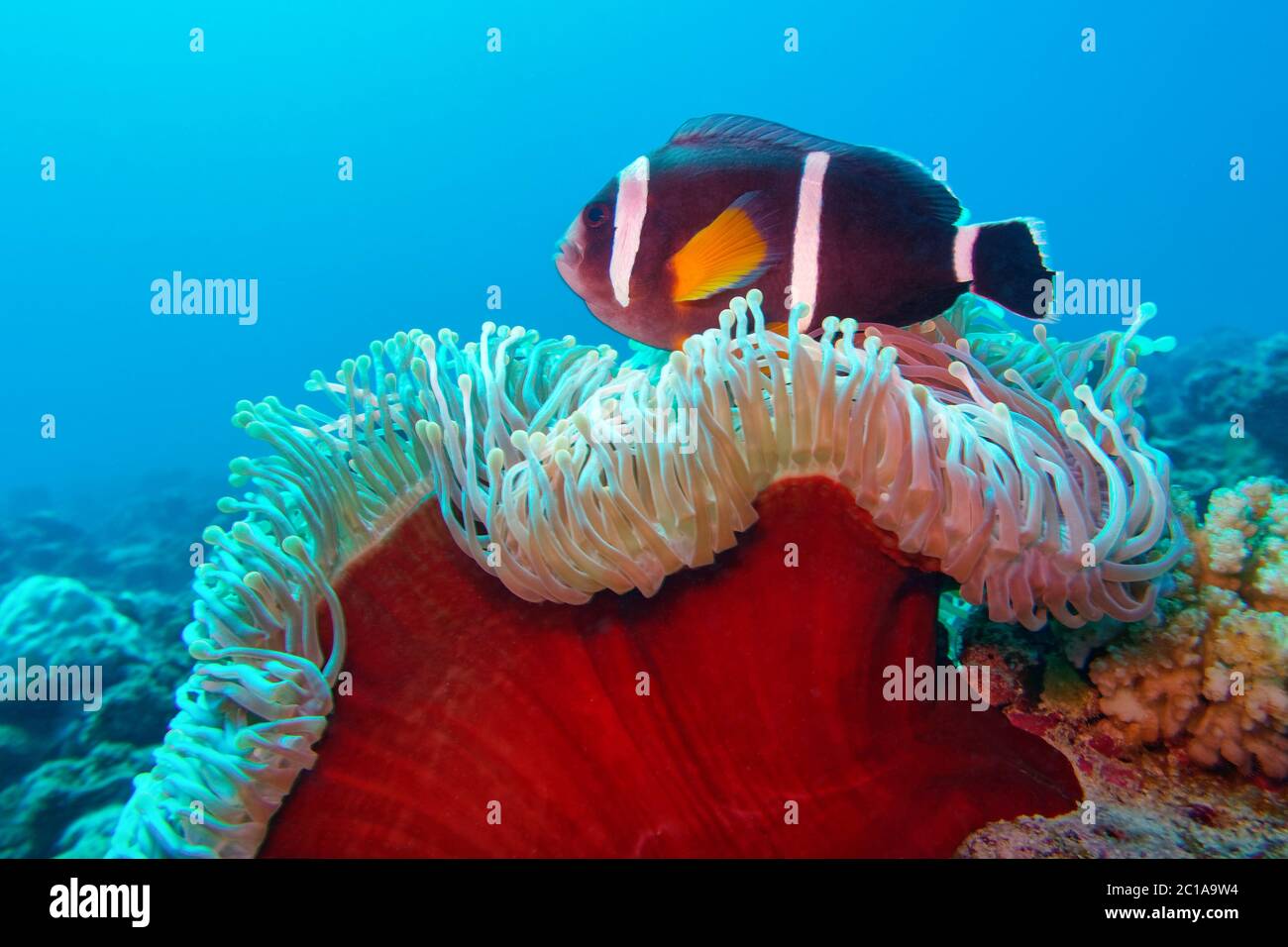 - Poisson clown Amphiprion chrysogaster Mauricien Banque D'Images