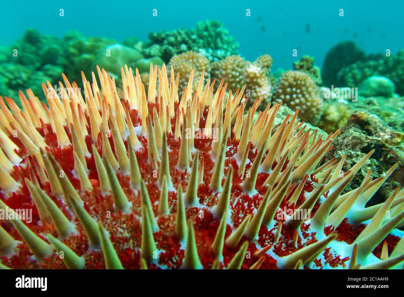 Couronne d'épines d'étoile - Acanthaster planci Banque D'Images