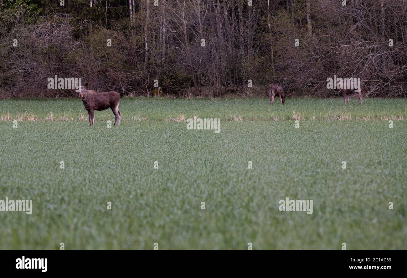 Vache à l'orignal avec deux calfs. Banque D'Images