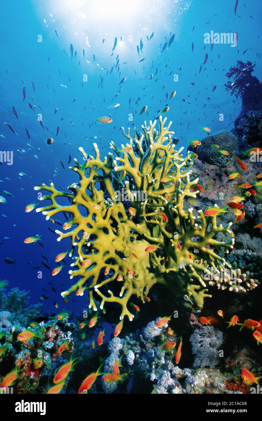 Corail feu - Millepora sp. Banque D'Images