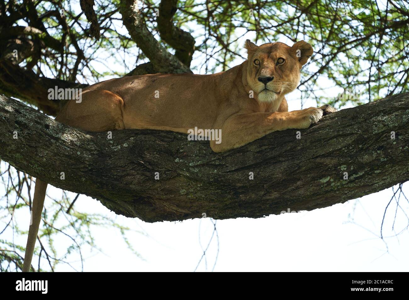 Arbre grimpant Serengeti - Lion Safari Portrait Banque D'Images