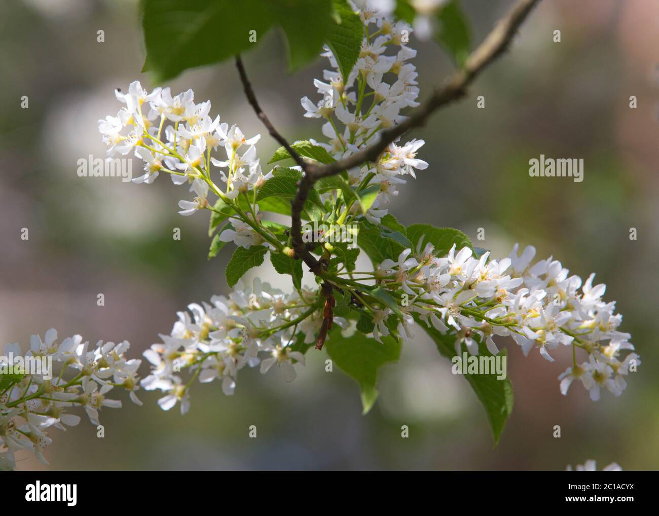 Cerise sur le gâteau, prunus pagus Banque D'Images