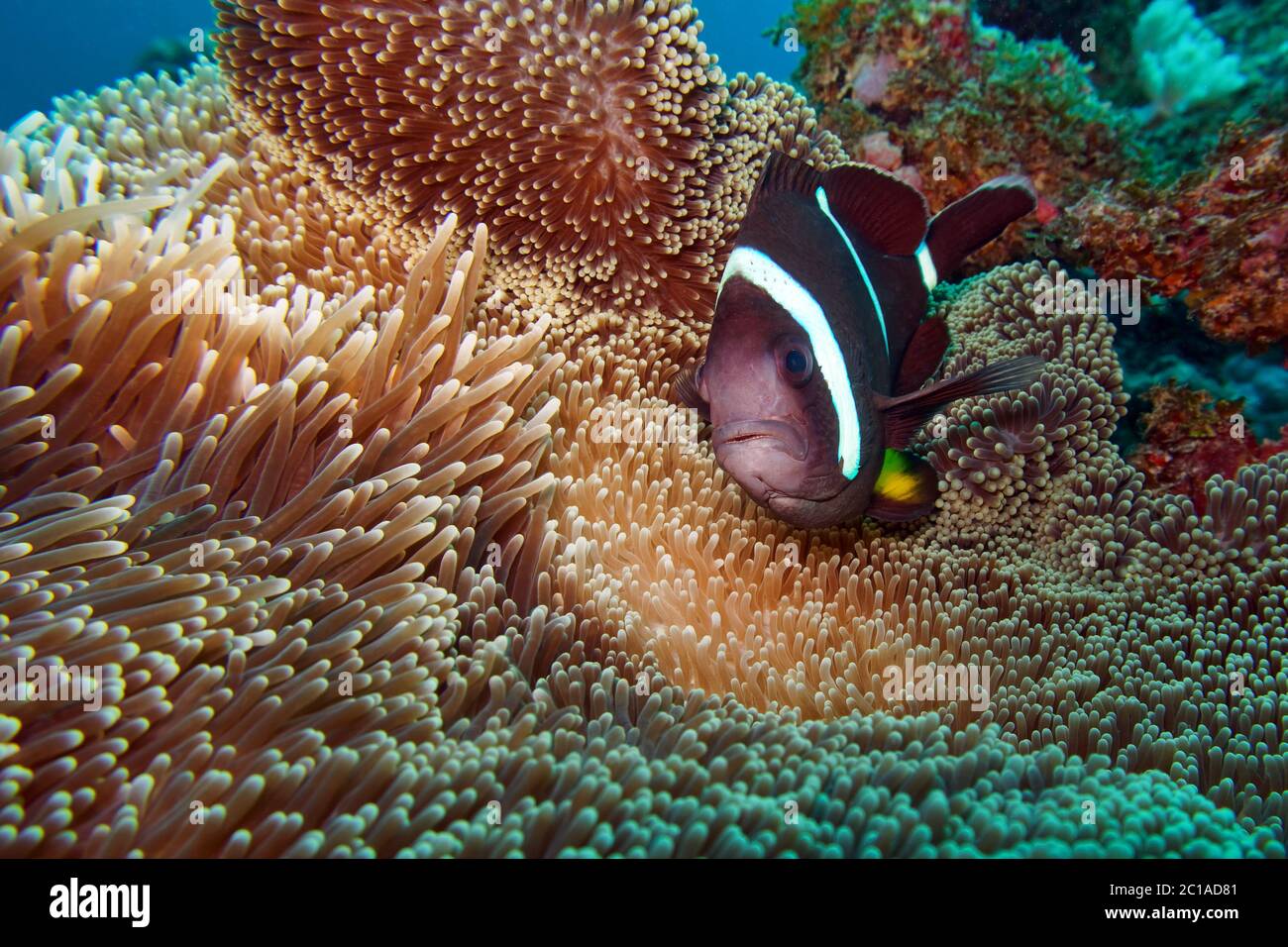 - Poisson clown Amphiprion chrysogaster Mauricien Banque D'Images