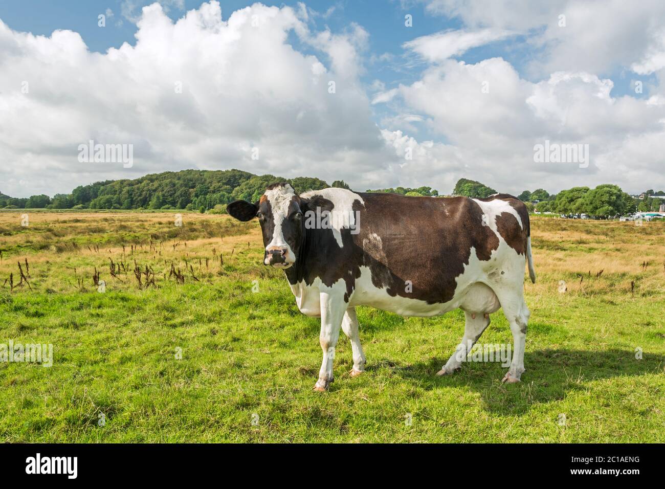 Vache debout sur un pré et regardant vers l'appareil photo Banque D'Images
