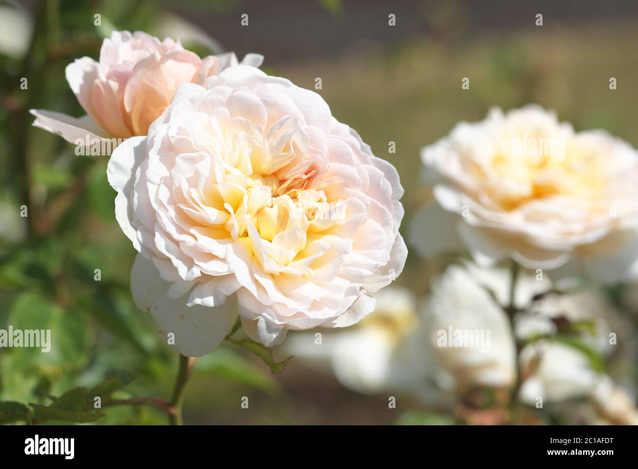 Rose Emily Bronte fleur rose tendre Banque D'Images