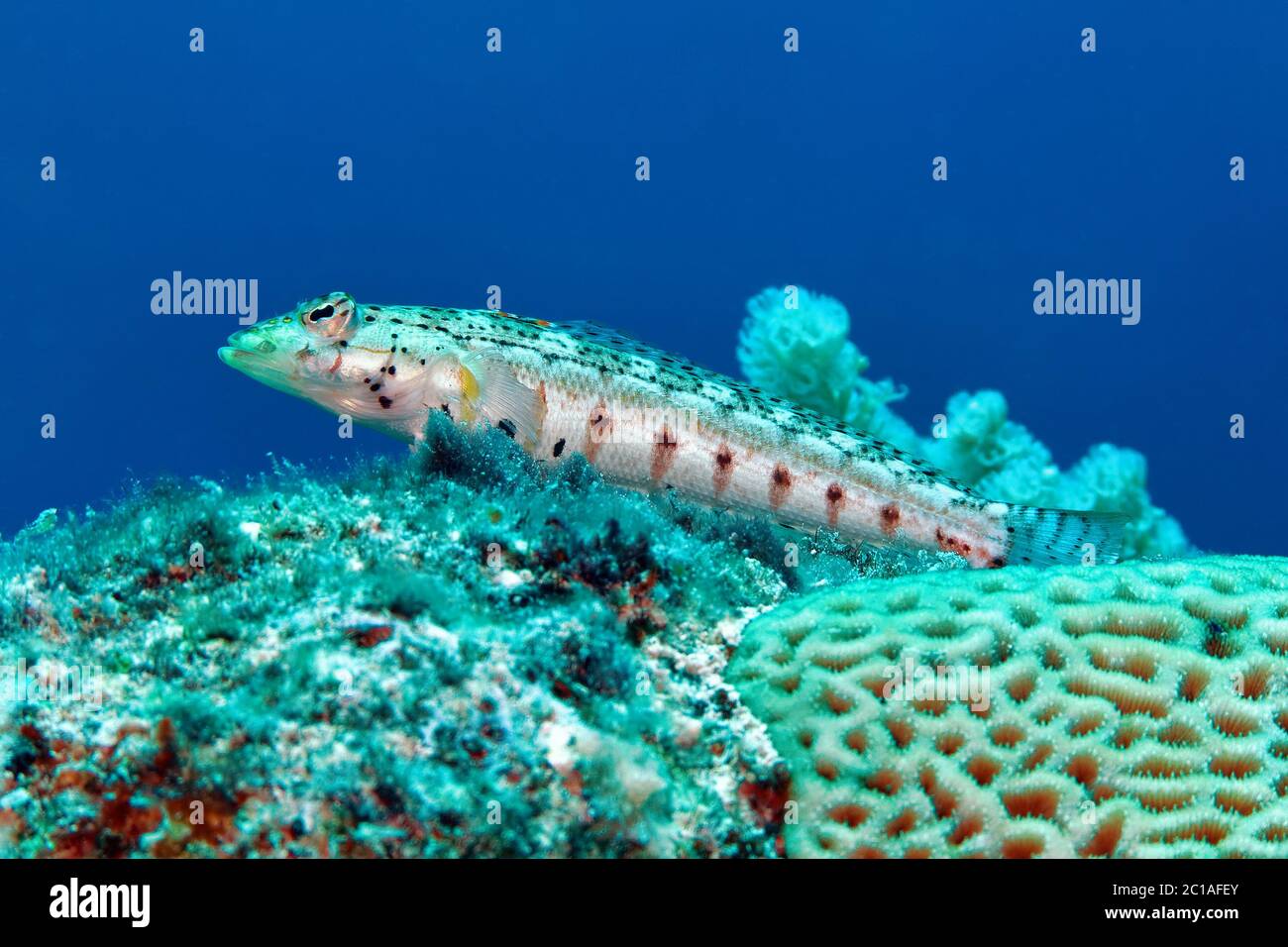 Sandperch tacheté - Paraperci punctulata Banque D'Images