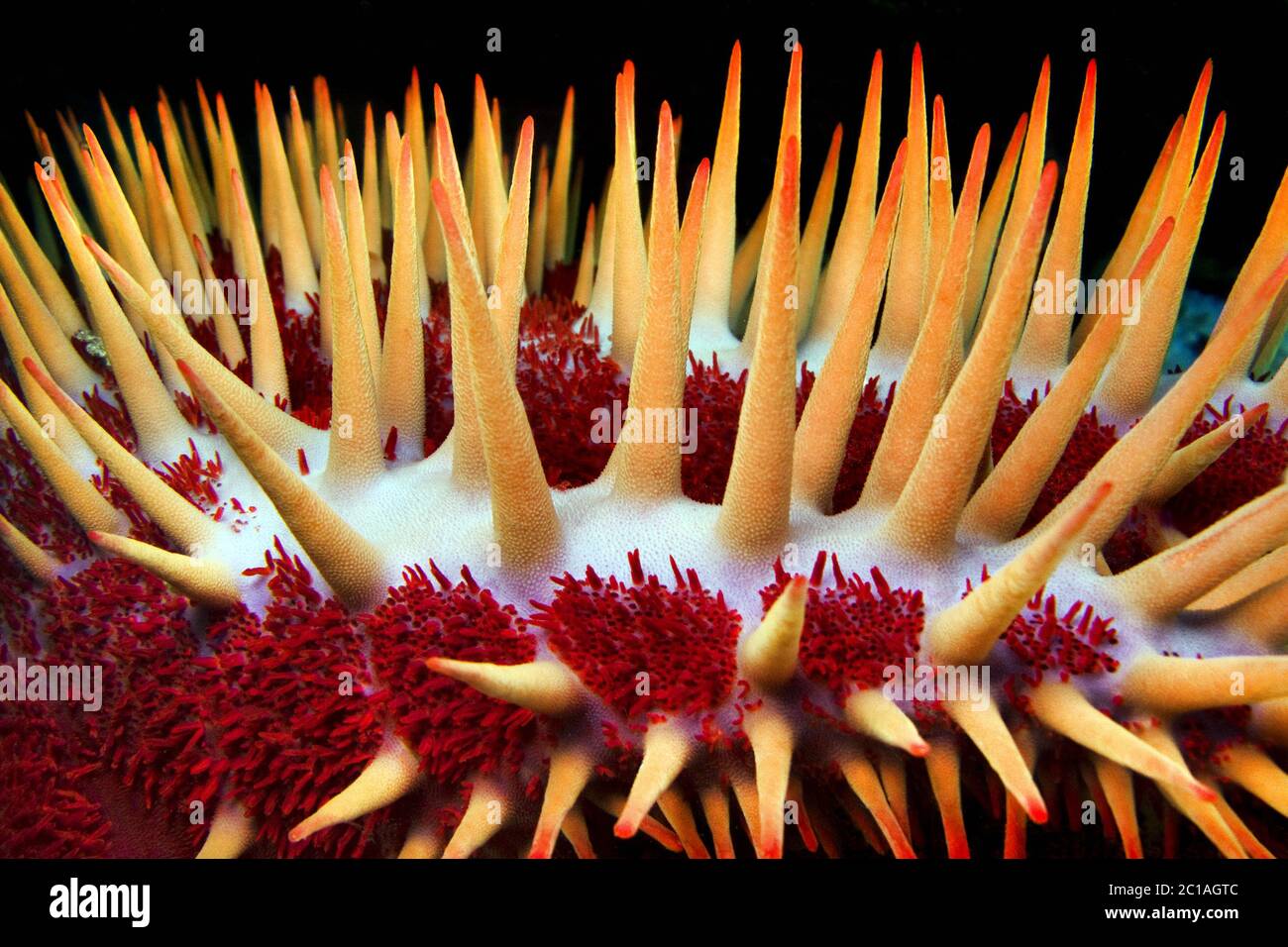 Couronne d'épines seastar - Acanthaster planci Banque D'Images